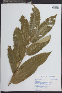 Castanea mollissima image