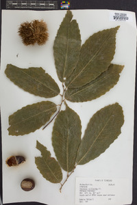 Castanea mollissima image