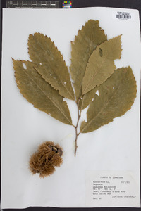 Castanea mollissima image