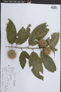 Castanea dentata image