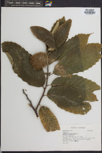 Castanea mollissima image