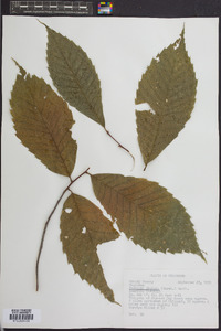 Castanea dentata image