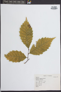 Castanea dentata image