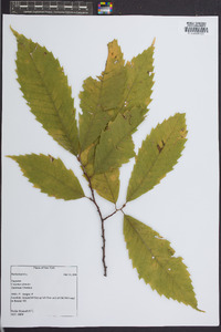 Castanea dentata image