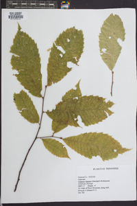 Castanea dentata image