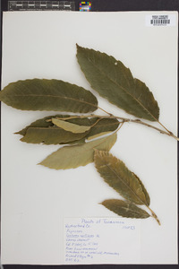 Castanea mollissima image