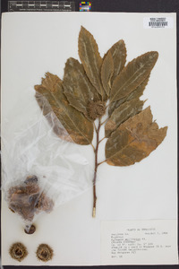 Castanea mollissima image