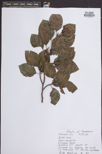 Fagus sylvatica image