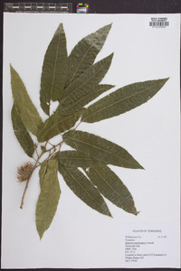 Quercus acutissima image