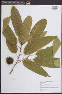 Quercus acutissima image