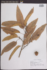 Quercus acutissima image