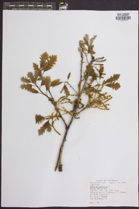 Quercus bicolor image