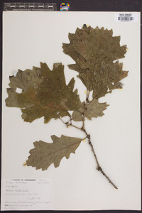 Quercus bicolor image