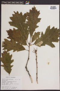 Quercus bicolor image