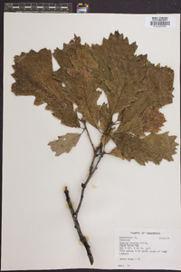 Quercus bicolor image