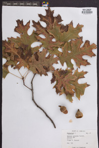 Quercus coccinea image