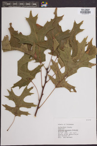 Quercus coccinea image