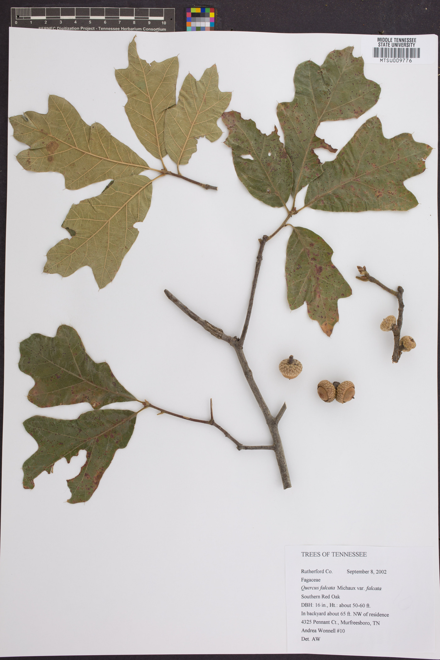 Quercus falcata var. falcata image