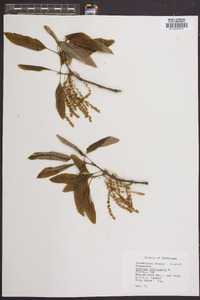 Quercus imbricaria image