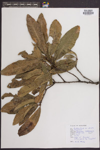 Quercus imbricaria image