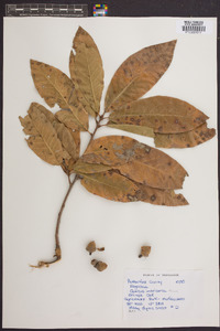 Quercus imbricaria image