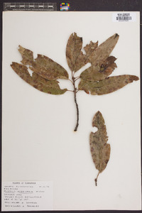 Quercus imbricaria image