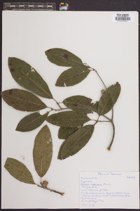 Quercus imbricaria image