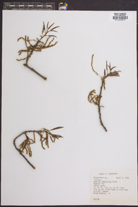 Quercus imbricaria image