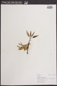 Quercus imbricaria image