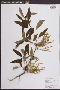 Quercus imbricaria image