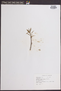 Quercus imbricaria image