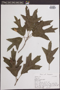 Quercus laevis image