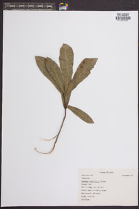 Quercus laurifolia image