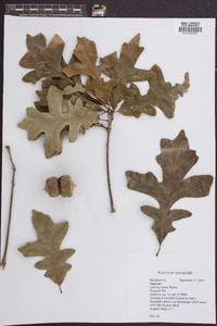 Quercus lyrata image