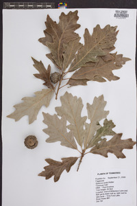 Quercus lyrata image