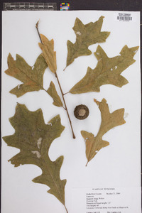 Quercus lyrata image