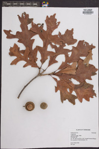 Quercus lyrata image