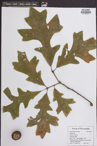 Quercus lyrata image