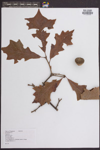 Quercus lyrata image