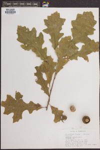 Quercus lyrata image