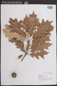 Quercus lyrata image