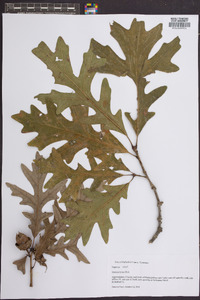 Quercus lyrata image