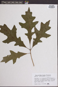 Quercus lyrata image