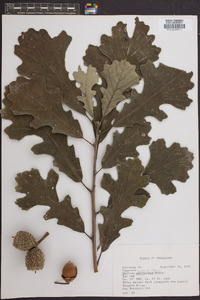 Quercus lyrata image