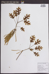 Quercus shumardii image