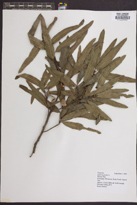 Quercus phellos image