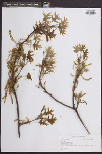 Quercus shumardii image