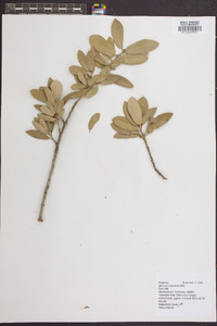 Quercus virginiana image