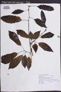 Image Associated With the Occurence