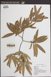 Quercus phellos image